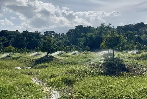 Handuro Company recently received a special invitation from a client in Vietnam - to visit his durian orchard for an on-site inspection.