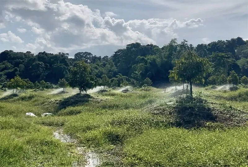 Handuro Company recently received a special invitation from a client in Vietnam - to visit his durian orchard for an on-site inspection.